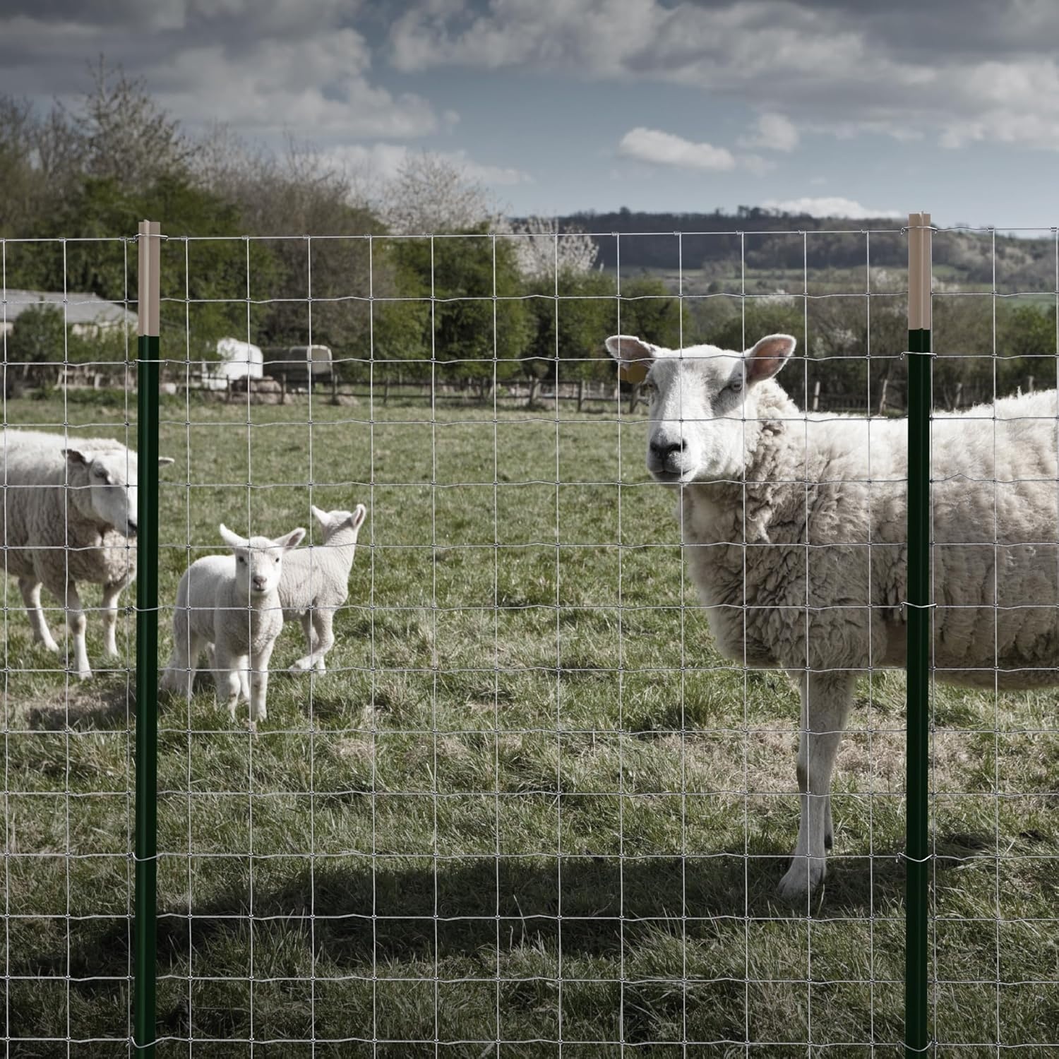 image:imageDeWALT 4 in x 4 in Mesh Welded Wire Fence 48 in x 330 ft 125Gauge Galvanized Steel for Sheep and Goat Enclosures Pasture Fencing Farm and Property Protection48 in x 330 ft